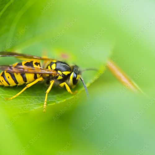 Adobe Stock 225201684 Preview